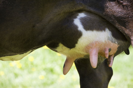 Close up of a cow's utters,Alberta canada