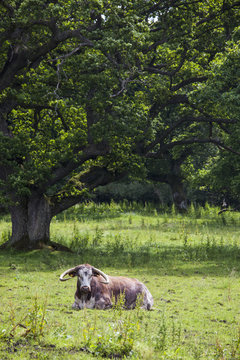 A bovine animal laying on the grass,Northumberland england