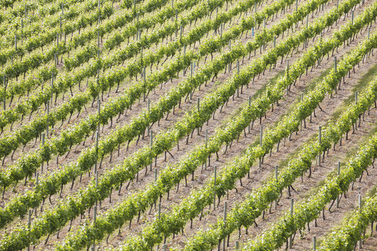 Rows of grape vines highlighted by the sun,Summerland british columbia canada
