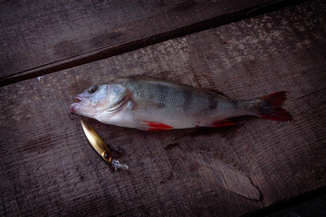 Perch and hard lures. The caught fish.