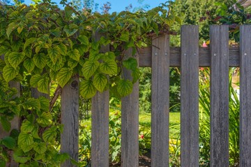 Lattenzaun aus Holz mit Kletterpflanze bewachsen