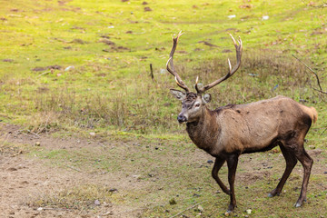 Red deer stag on meadow