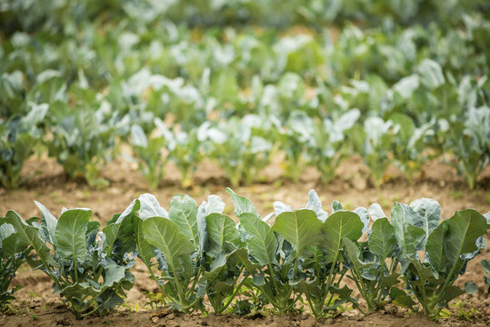 Row of broccoli plants, Clinton, Maryland, United States of America