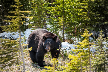 black bear  in Jasper National Park