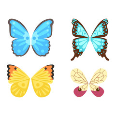 Fototapeta na wymiar Butterfly wings isolated vector illustration