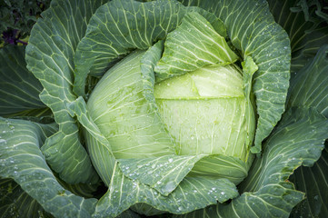 Cabbage covered in dew
