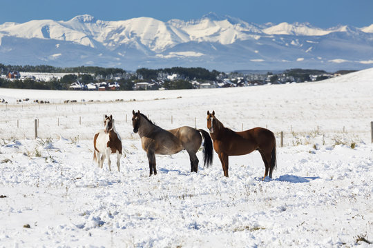 Three horses in a snow covered field with snow capped mountains and blue sky in the background, Alberta, Canada