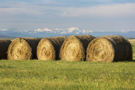 Hale bales in a row in a green field with snow covered mountains, blue sky and clouds in the background, Alberta, Canada