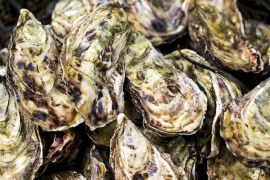 Close up of oyster shells, Galway, County Galway, Ireland