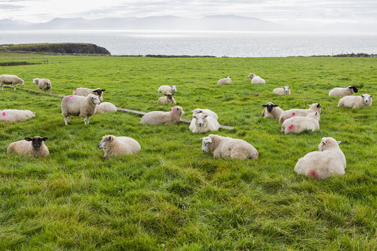 Sheep grazing in a grass field overlooking the bay in the distance, Dingle, County Kerry, Ireland