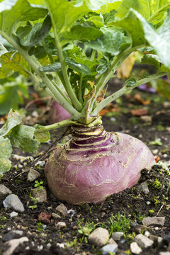 Close up of a purple turnip growing in the soil, County Galway, Ireland