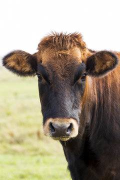 Close up of a cow's head, Omey Island, County Galway, Ireland