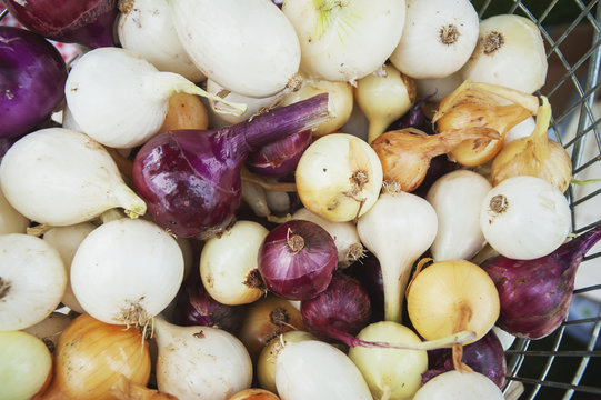 Basket full of onions (Allium cepa), Palmer, Alaska, United States of America