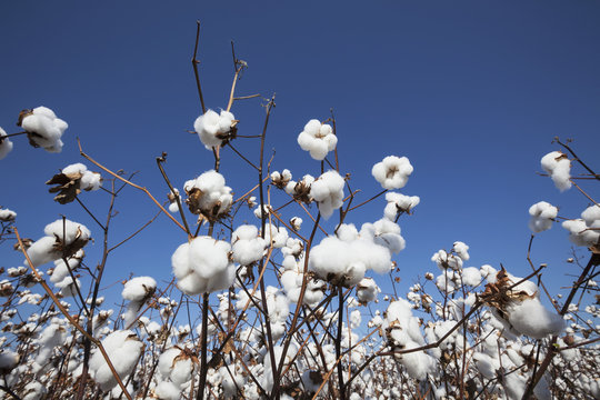 Open cotton at harvest stage