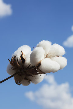 Close up of open boll of cotton