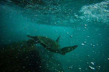 Sea Turtle Kua Bay