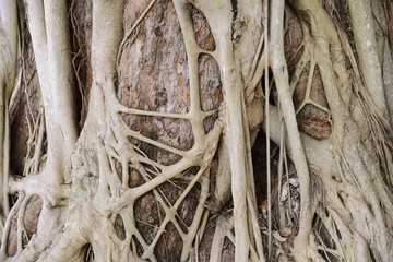 Old banyan close up