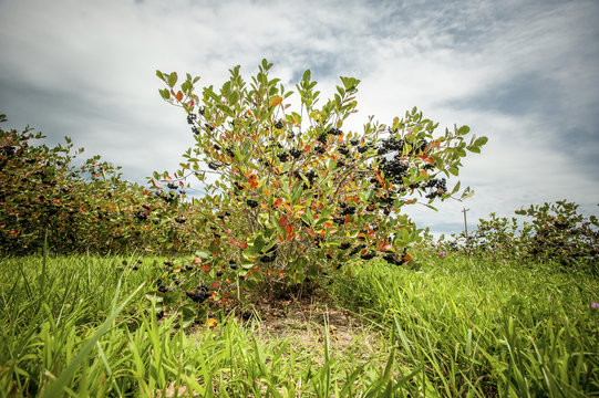 Wild Aronia (Chokeberry) bush (melanocarpa), Queenstown, Maryland, United States of America