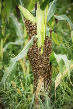 Swarm of honey bees (Apis Mellifera) on stalk of corn, Knoxville, Pennsylvania, United States of America