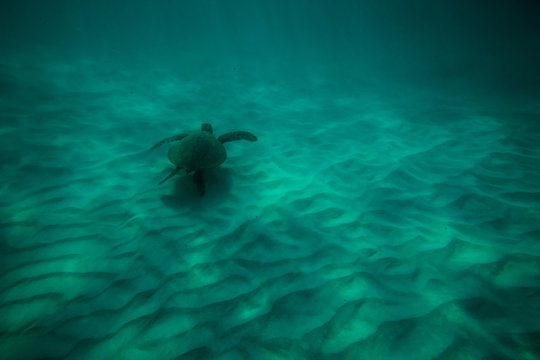 Sea Turtle Kua Bay