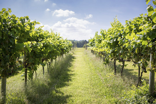 Long rows of wine grape vines at vineyard, Maryland, United States of America