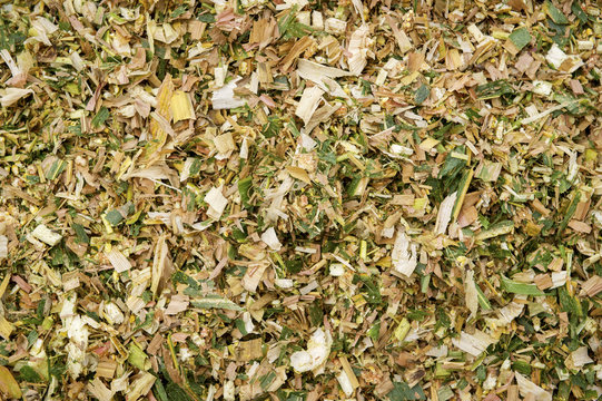 Close up of silage, Ridgley, Maryland, United States of America