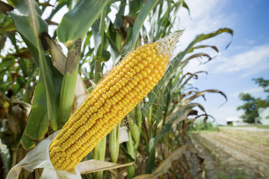 Close up of shucked field corn in corn field