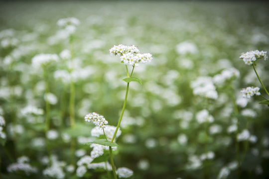 White flowers growing at a flower farm, Fallston, Maryland, United States of America