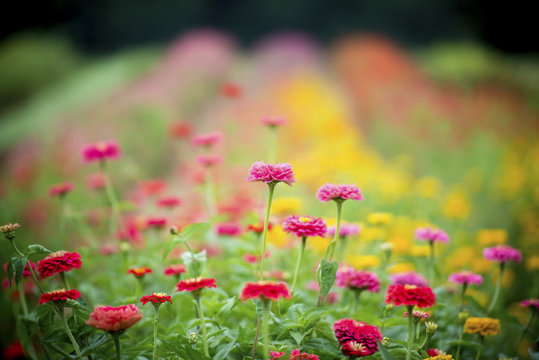 Zinnias growing at a flower farm, Fallston, Maryland, United States of America