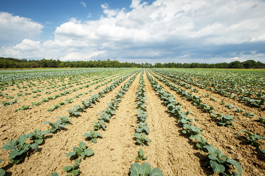 Field of young vegetable plants, Denton, Maryland, United States of America
