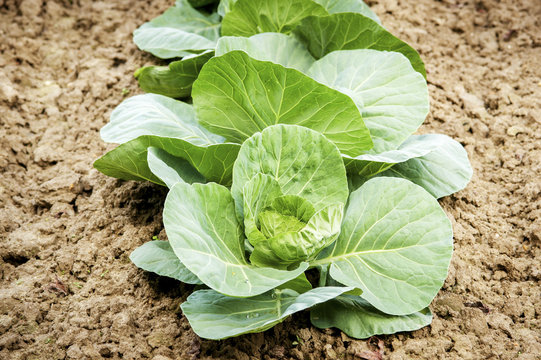 Cabbage plants growing, Denton, Maryland, United States of America
