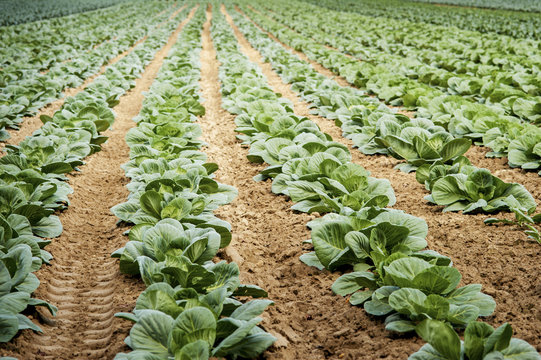 Field of cabbage plants growing, Denton, Maryland, United States of America