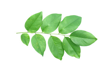 Burma padauk leaf isolated on white background,Pterocarpus macrocarpus