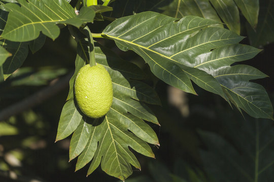 Breadfruit (Artocarpus altilis) known locally as Ulu was a staple of Native Hawaiians and is making a resurgence throughout Hawaii, Captain Hook, Island of Hawaii, Hawaii, United States of America