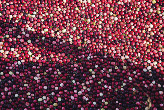 Close up of cranberries floating ready to be harvested, Richmond, British Columbia, Canada