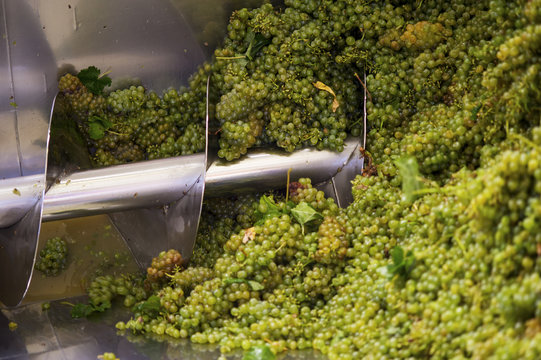 Process of grapes being made into wine, Stellenbosch, Gautang, South Africa