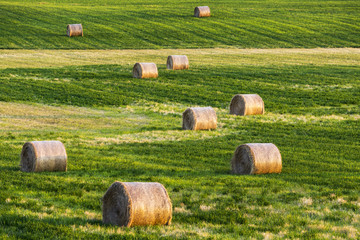Large round hay bales in cut alfalfa field, Alberta, Canada
