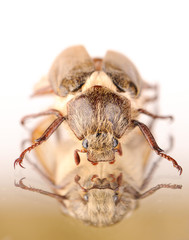 one dor beetle on the white background