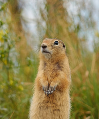 squirrel in the grass
