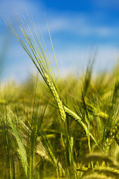 Close up of green barley heads in field