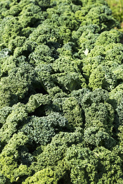 Close up of a row of curly kale, Innisfail, Alberta, Canada