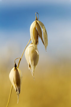 Close up of golden ripe oats, Alberta, Canada