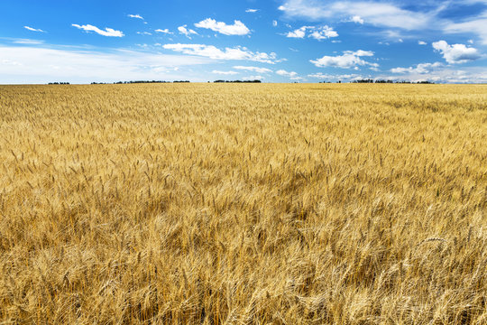 Golden ripe wheat field with blue sky and clouds, Alberta, Canada