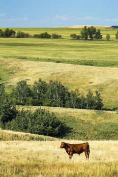 Single cow in field with rolling hills in the background and blue sky, Acme, Alberta, Canada