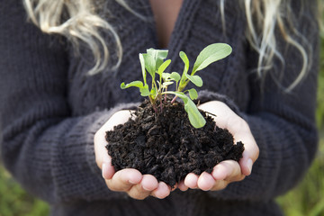 A young woman holding a seedling in dark soil,Hawaii united states of america