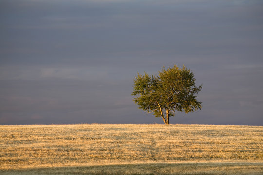 A single tree in a golden field at sunrise,Alberta canada