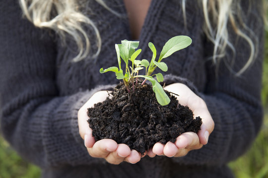 A young woman holding a seedling in dark soil,Hawaii united states of america