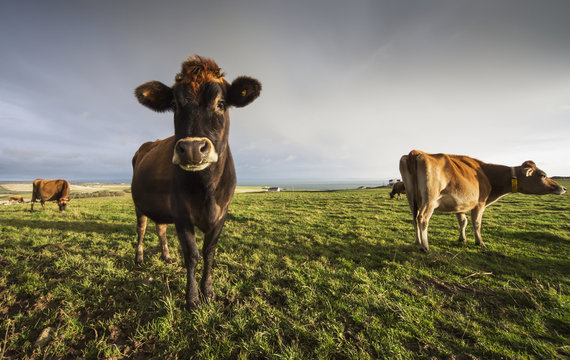 Cows in a field with one cow staring at the camera,Dumfries and galloway scotland