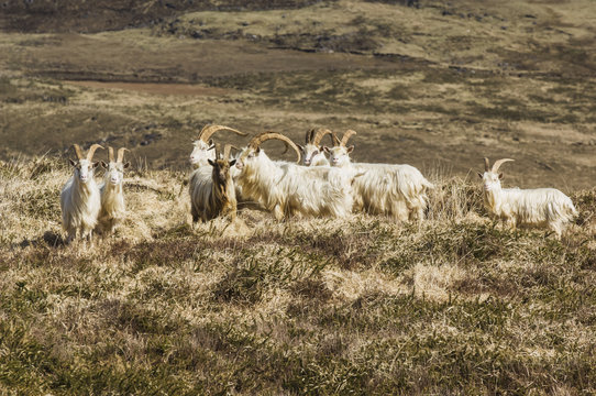 Mountain goats,Slievagh, county kerry, ireland