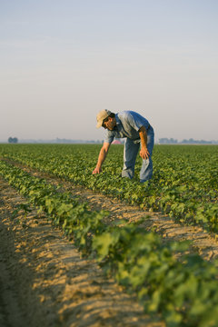 Agriculture - A crop consultant checks an early growth 8-10 leaf stage cotton crop for thrips and other early season pest insects / Arkansas, USA.